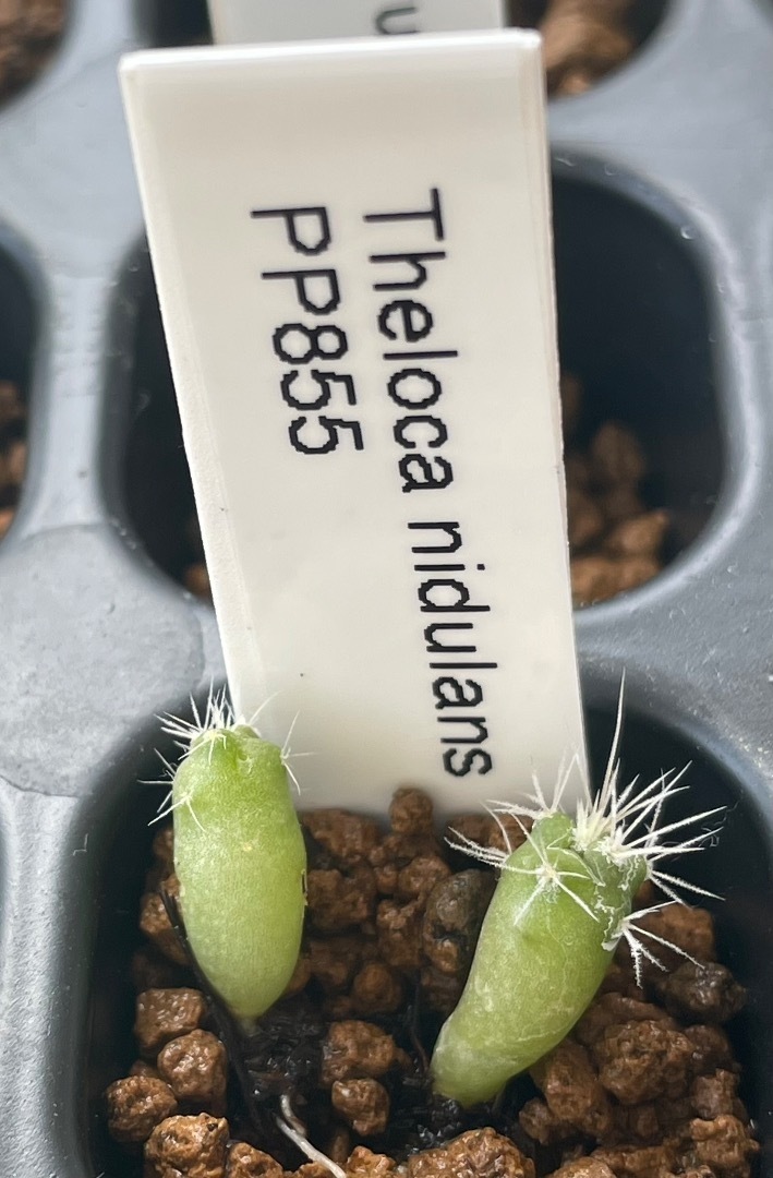 Thelocactus nidulans(鶴巣丸)テロカクタス ニデュランス PP855: 羽稜柱とリプサリスとメロカクタス万歳 サボテンの実生 もあります